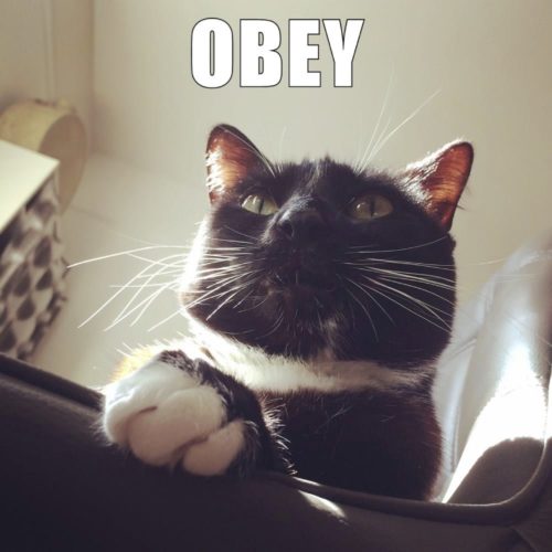 Lilliput Obey Me Chair Cat Sunbeam