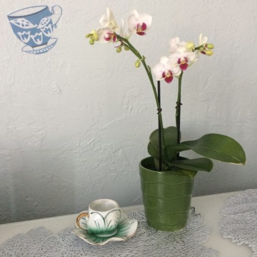 Green Teacup Orchid Stensil square
