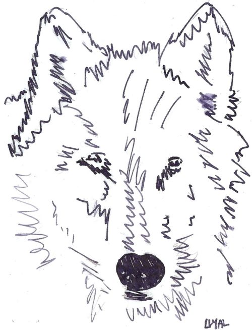 Sketch Llyall Wolf Werewolf Soulless by Gail Carriger