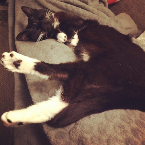 Lilliput Cat Sleeping Toe Beans