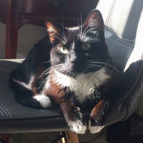 Lilliput Cate Cute Seat Sunbeam Paws