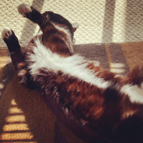 lilliput cat rolling sun beam