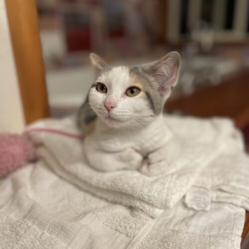 Dips Towels Chairman pose cat kitten