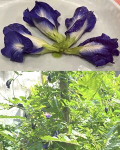 Butterfly pea flower growing and fresh by Gail Carriger